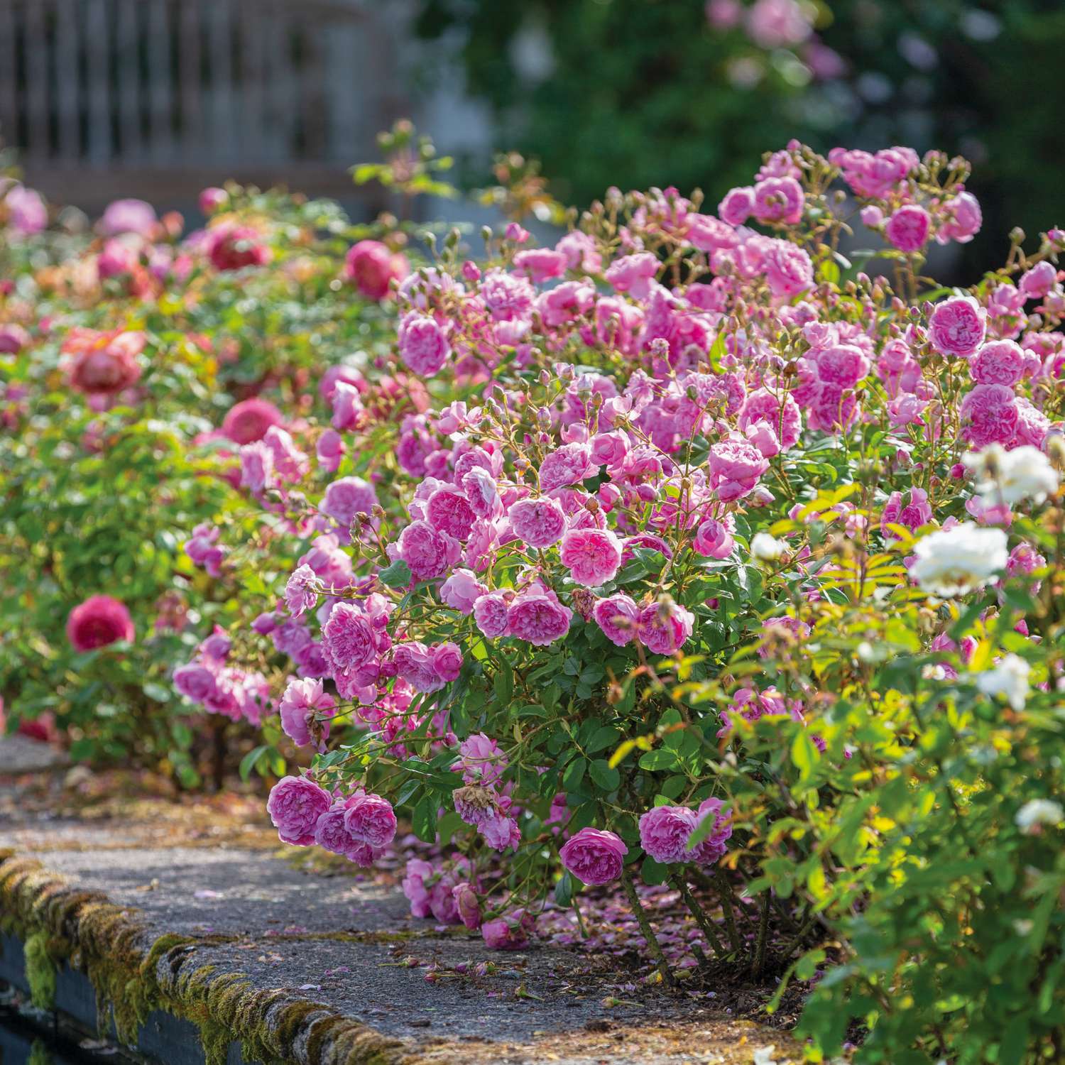 Ruusu 'Harlow Carr' (Aushouse)